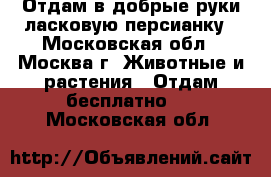 Отдам в добрые руки ласковую персианку - Московская обл., Москва г. Животные и растения » Отдам бесплатно   . Московская обл.